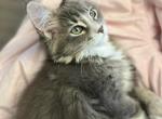 Abby - Maine Coon Cat For Sale - Wisconsin Rapids, WI, US