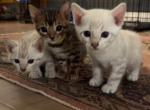 Bengal babies - Bengal Cat For Sale - Fallbrook, CA, US