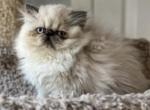 Daisy Blu - Himalayan Cat For Sale - Aledo, TX, US