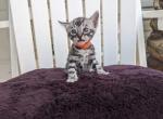 Leo silver Bengal - Bengal Cat For Sale - Norwalk, OH, US