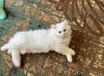 Diamond - Persian Cat For Sale - Farmington, MI, US