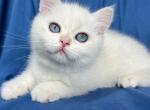 Arthur - British Shorthair Cat For Sale - Los Angeles, CA, US