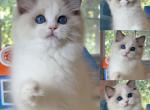 blue bicolor boy 9 - Ragdoll Cat For Sale - Fontana, CA, US