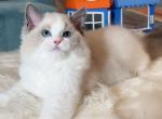 bule bicolor girl 9 - Ragdoll Cat For Sale - Fontana, CA, US