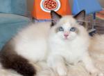 Seal Bicolor boy 09 - Ragdoll Cat For Sale - Fontana, CA, US