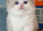 Seal Bicolor little Boy - Ragdoll Cat For Sale - Fontana, CA, US