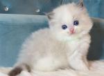 Blue Bicolor Little Boy - Ragdoll Cat For Sale - Fontana, CA, US