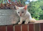 Permese Boy - Siamese Kitten For Sale - Coshocton, OH, US