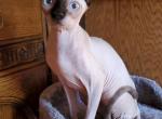 Mia - Sphynx Cat For Sale - Thurmont, MD, US