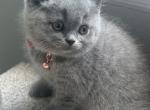 Glafira - British Shorthair Cat For Sale - WA, US