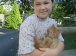 Adorable Red Tabby - Maine Coon Cat For Sale - Souderton, PA, US