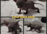 Solid Black Male - Sphynx Kitten For Sale - CO, US