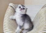 Scottish British kittens - British Shorthair Kitten For Sale - Parkland, FL, US