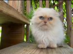 Male Scottish kilt - Munchkin Kitten For Sale - Coshocton, OH, US
