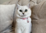 Scottish Straight girl - Scottish Straight Cat For Sale - Nixa, MO, US