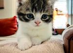 Munch Berry - Munchkin Cat For Sale - Rapid City, SD, US