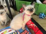 Leo - Balinese Cat For Sale - Philadelphia, PA, US