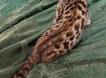 Simba  REDUCED - Bengal Kitten For Sale - La Pine, OR, US