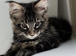 Emily - Maine Coon Cat For Sale - Seattle, WA, US