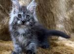 Kevin - Maine Coon Cat For Sale - Seattle, WA, US