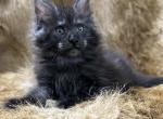 Konor - Maine Coon Cat For Sale - Seattle, WA, US