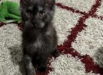 Ulysses - Maine Coon Kitten For Sale - 