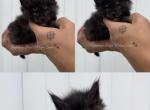 Black Smoke Girl - Maine Coon Cat For Sale - La Porte, IN, US