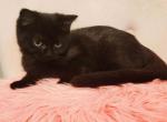 Beautiful BLACK MALE British - British Shorthair Cat For Sale - Grand Rapids, MI, US