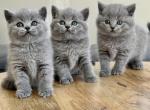 British Blue Litter - British Shorthair Kitten For Sale - 