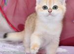 Arman - British Shorthair Cat For Sale - NY, US