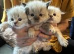 Ragdolls ready September - Ragdoll Cat For Sale - Westborough, MA, US