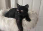 Black solid female - Scottish Straight Cat For Sale - Sun City Center, FL, US