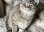 Black tabby tortie girl - Scottish Straight Cat For Sale - Sun City Center, FL, US