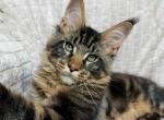 Jeff - Maine Coon Cat For Sale - Brooklyn, NY, US