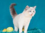 Verbena - Ragdoll Cat For Sale - Brooklyn, NY, US