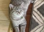 Lisia - Scottish Straight Cat For Sale - Philadelphia, PA, US