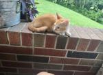 Orange Munchkin - Munchkin Cat For Sale - Coshocton, OH, US