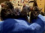 Female Silver Spotted and Brown Marble - Bengal Cat For Sale - Stroudsburg, PA, US