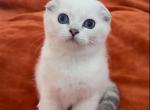 Dina - Scottish Fold Cat For Sale - Los Angeles, CA, US