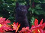 FREE TO GOOD HOME Tedddy - Domestic Kitten For Sale - New Holland, PA, US