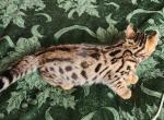 Buzz  REDUCED - Bengal Cat For Sale - La Pine, OR, US