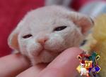 Serendipity - Devon Rex Kitten For Sale - Spokane, WA, US
