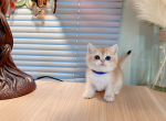 cherry - British Shorthair Cat For Sale - Staten Island, NY, US