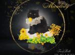 Sweet Molasses - Persian Cat For Sale - Duluth, GA, US