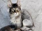 USHER - Maine Coon Cat For Sale - Pensacola, FL, US