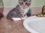 TICA registered Siberian kitten - Siberian Cat For Sale - Bellingham, WA, US