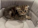 Scottish Fold Tabby Fufu - Scottish Fold Cat For Sale - Houston, TX, US