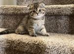 Scottish Fold Tabby Lily - Scottish Fold Cat For Sale - Houston, TX, US