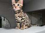 Dolce - Bengal Cat For Sale - Totowa, NJ, US