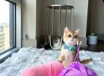 Dior - British Shorthair Cat For Sale - Indianapolis, IN, US